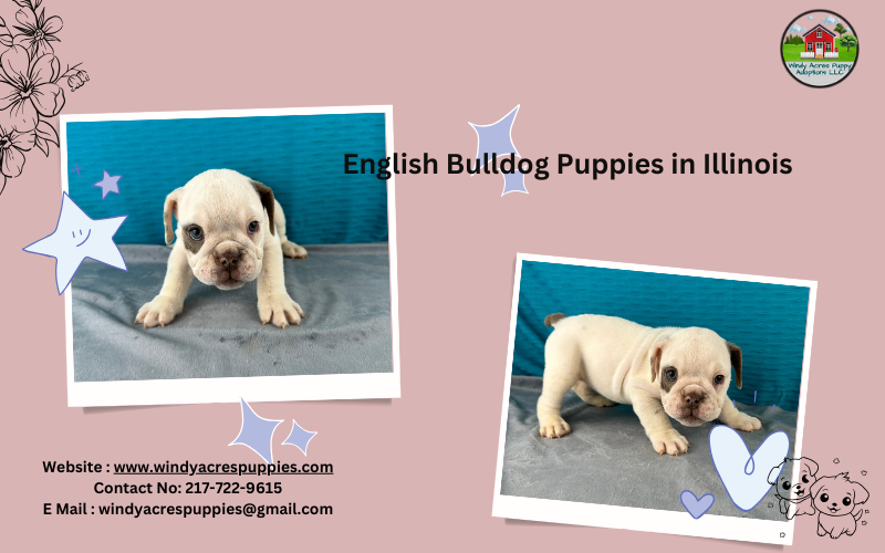 Purebred English Bulldog Puppies In Illinois